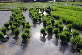 Revisi Perpres 59/2019 dan urgensi menyelamatkan sawah di Indonesia