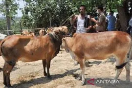 Persediaan hewan kurban Idul Adha di Aceh Timur capai 4.264 ekor
