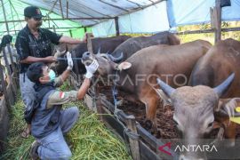 DPKH Kaltim jamin  stok hewan kurban aman