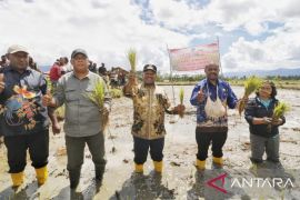 Pemkab Jayawijaya dorong penanaman padi lima hektare Hubikosi