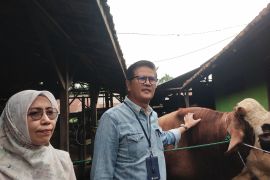 Pemkot: Kebutuhan  hewan kurban di Kota Jambi capai 3.900 ekor