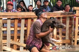 Lomba tangkap babi di Pontianak