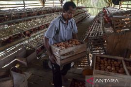 BUMdes penyedia telur ayam untuk program MBG