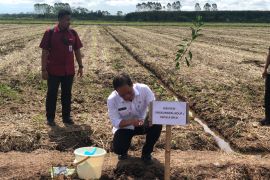 Kementerian LH targetkan 800 Desa Mandiri Peduli Gambut berdiri di Indonesia