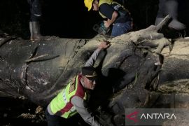 Petugas tuntaskan penanganan pohon besar yang tumbang tutup jalur selatan Cianjur