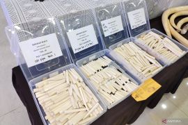 Polisi tangkap sindikat penjual gading gajah ilegal