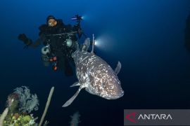 Tim ilmuwan Unpatti temukan spesis ikan purba Coelacanth hidup pertama di Indonesia