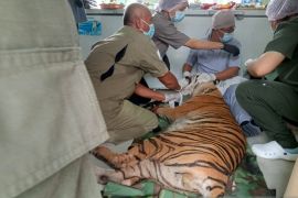 BKSDA Jambi melakukan penanganan medis terhadap harimau terkena jerat