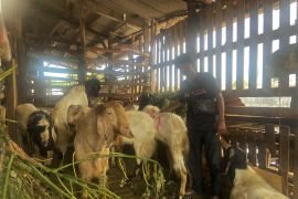 Pembeli mulai buru kambing di Kampung Muslim Bali jelang Idul Adha