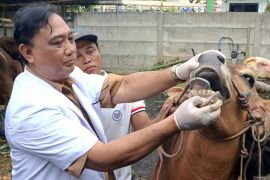 Pemkot Surabaya periksa kesehatan hewan kurban Jelang Idul Adha