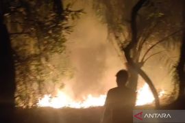 Kronologi kebakaran lahan gambut 3,5 hektare di Mukomuko, menurut BPBD