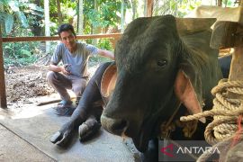 Sapi Brahman seberat 820 kg dari Rumbai terpilih jadi hewan kurban Prabowo