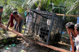 BBKSDA Riau evakuasi beruang madu usai serang ternak warga di Kampar