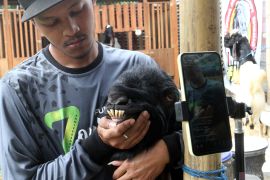 Penjualan kambing kurban live streaming di Malang