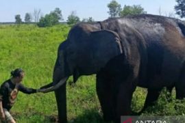 BKSDA Sumsel buat posko pemantau gajah di Air Sugihan OKI