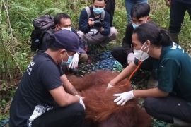 BKSDA Kalbar translokasi orangutan "Mungky" ke PSO ARSARI di Kalimantan Timur