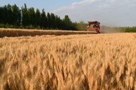 Mengintip suasana panen gandum musim dingin di Provinsi Shandong, China