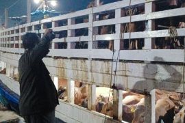 Karantina Babel pastikan 7.808 sapi kurban bebas PMK