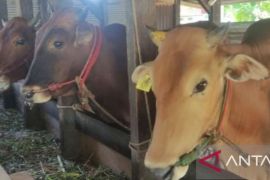 Babel sediakan 13.795 hewan kurban