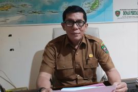 Pemprov Maluku siapkan  17 sapi  kurban bantuan Presiden