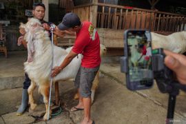 Pemanfaatan media sosial untuk pemasaran kambing kurban