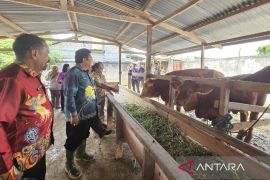 Pemprov Papua menjamin hewan kurban dalam kondisi sehat