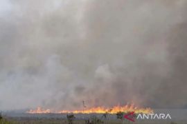 Kebakaran hanguskan 30 hektare lahan mineral di Sumbar