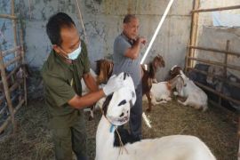 Pemkot Pekalongan intensifkan periksa kesehatan hewan kurban upaya cegah PMK