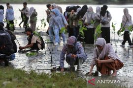 FOTO - Gerakan tanam manggrove di Aceh Besar