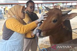 Disnakkan Situbondo sidak peternak jelang Idul Adha