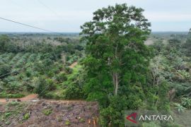 PLN Babel bersama warga bersihkan pohon berisiko di sekitar SUTT