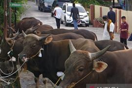 Pedagang hewan kurban Palembang datangkan stok dari provinsi tetangga penuhi permintaan pembeli