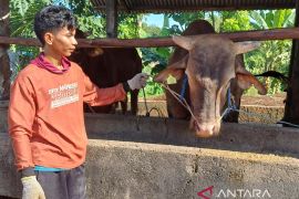 Sapi kurban bantuan Presiden untuk Tanjungpinang diberi nama Jearsen