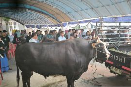Seluruh hewan kurban di Papua Barat Daya dinyatakan sehat