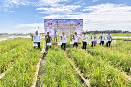 Bupati HSU apresiasi kelompok tani tanam padi sistem apung