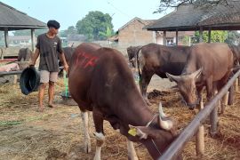 Pemkab Serang lakukan uji lab temuan hewan kurban teridentifikasi PMK