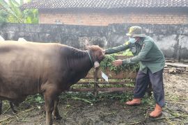 Dinas Pertanian OKU periksa kesehatan hewan kurban