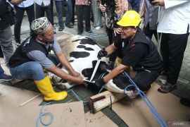 Apa bacaan wajib saat menyembelih hewan kurban ?