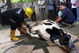 Pelatihan penyembelihan hewan kurban di Malang