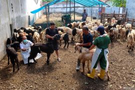 Pemprov Lampung minta juru sembelih halal pantau penyembelihan kurban