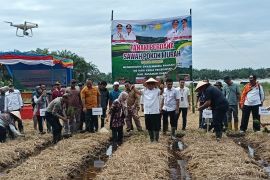 Dukung swasembada pangan dan 100 hari kerja bupati, Pemkab Pasaman Barat tanam sawah pokok murah (Video)