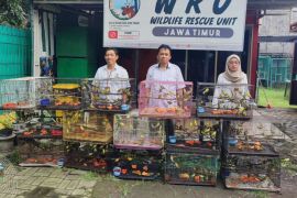Kemenhut lepasliarkan ratusan burung dari pedagang satwa liar lintas pulau