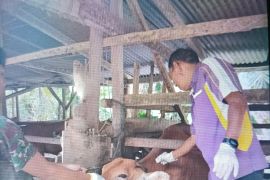 Pemkab Pasaman Barat perkirakan jumlah hewan kurban Idul Adha meningkat