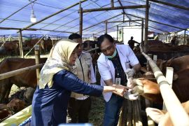 Jelang Idul Adha, DKPP Surabaya perketat pemeriksaan hewan kurban