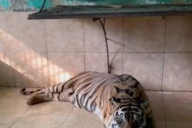BKSDA:  Harimau Sumatera koleksi Taman Rimba Jambi mati