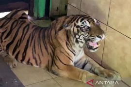 Bangkai "si Uni" harimau KL Taman Rimba dikuburkan BKSDA Jambi