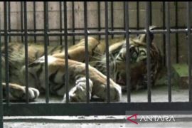 Harimau Sumatera 'si uni' koleksi Kebun Binatang Taman Rimba Jambi mati