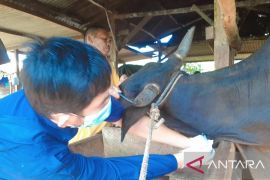 DPKP Babel intensifkan pengawasan kesehatan hewan kurban