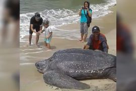 Lima jenis penyu bertelur di pesisir timur Minahasa