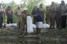 Pemkot bantu 60 ribu benih nila di tiga kampung Kota Jayapura